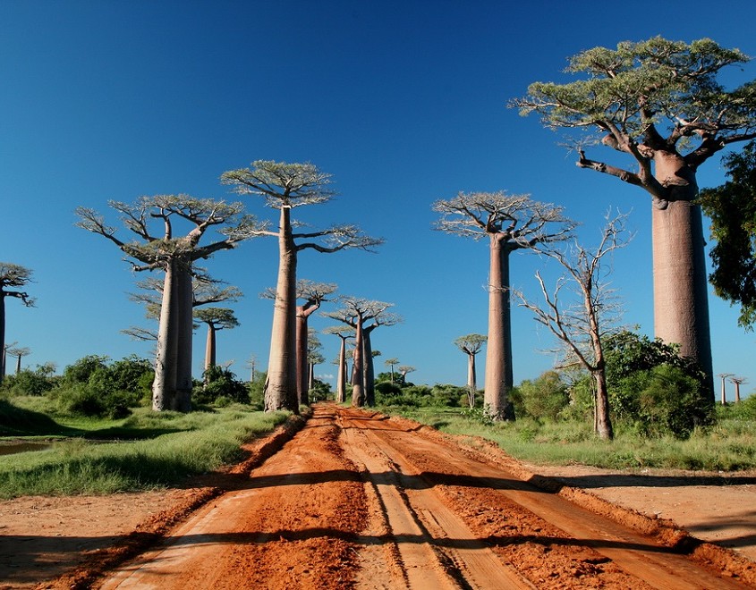 Les plus beaux arbres au monde - TravelerCar
